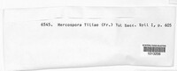 Hercospora tiliae image